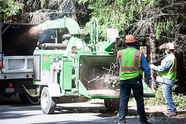 Best Tree Cabling and Bracing  in Windermere, FL