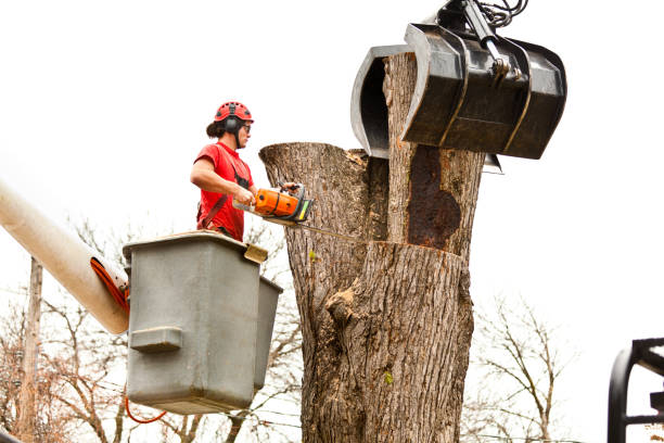 Best Storm Damage Tree Cleanup  in Windermere, FL